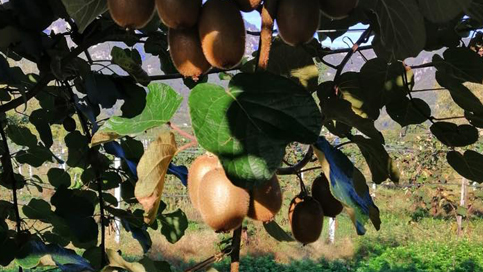 00_kiwi